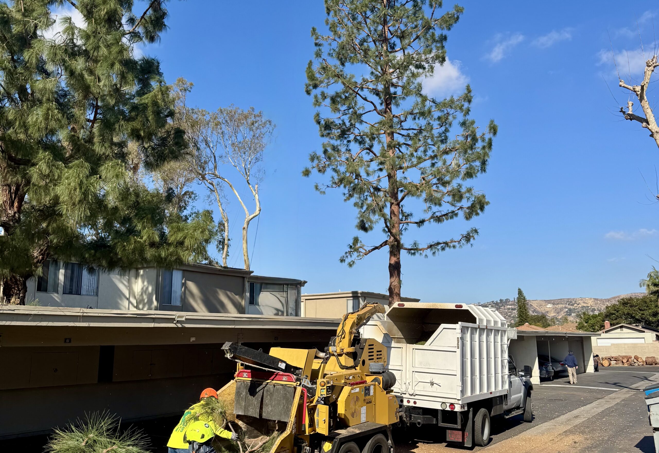 Large tree removal using a wood chipper and crew at a residential property in Los Angeles