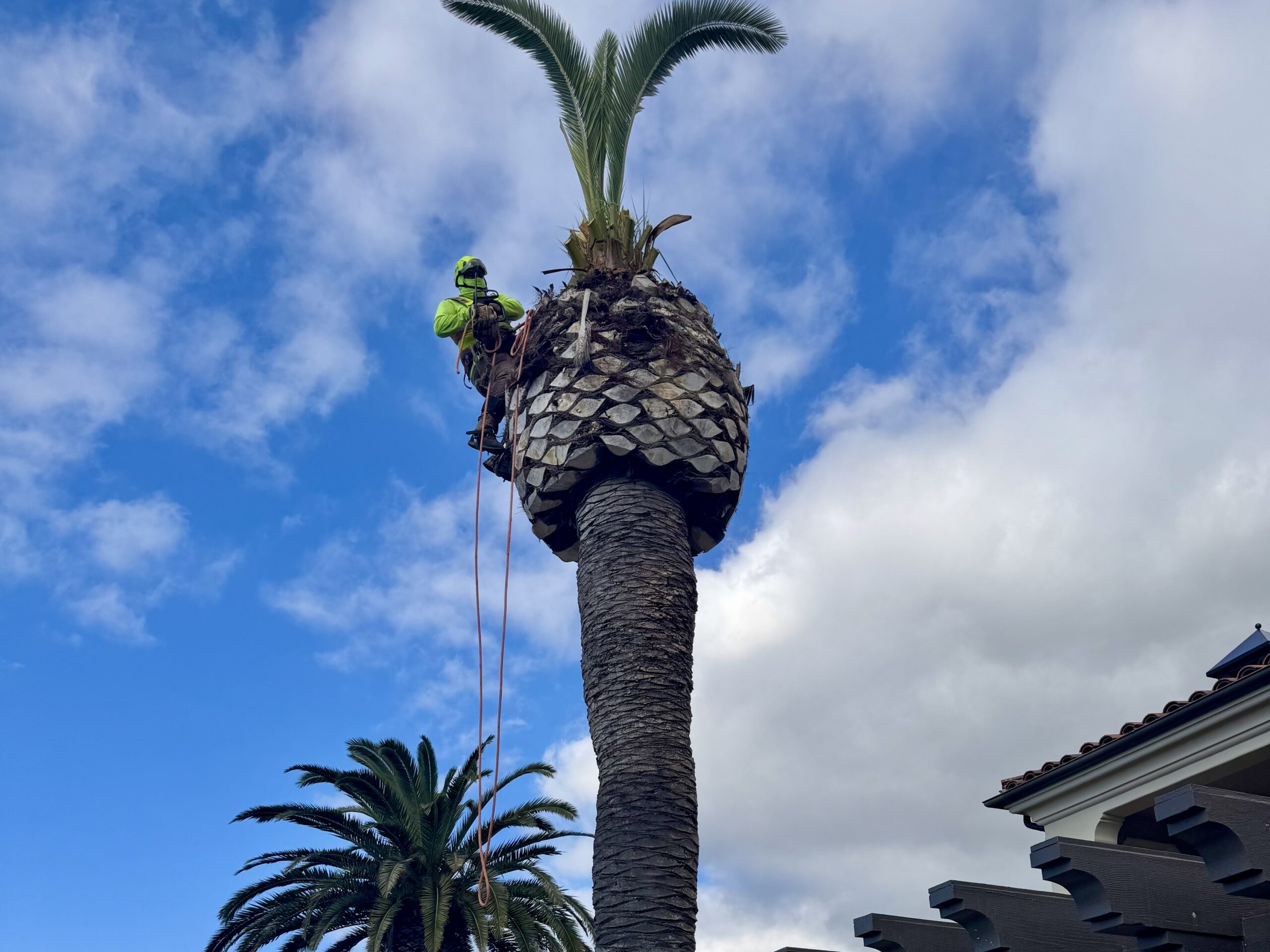 Palm tree removal performed by climber at a residential property in Los Angeles