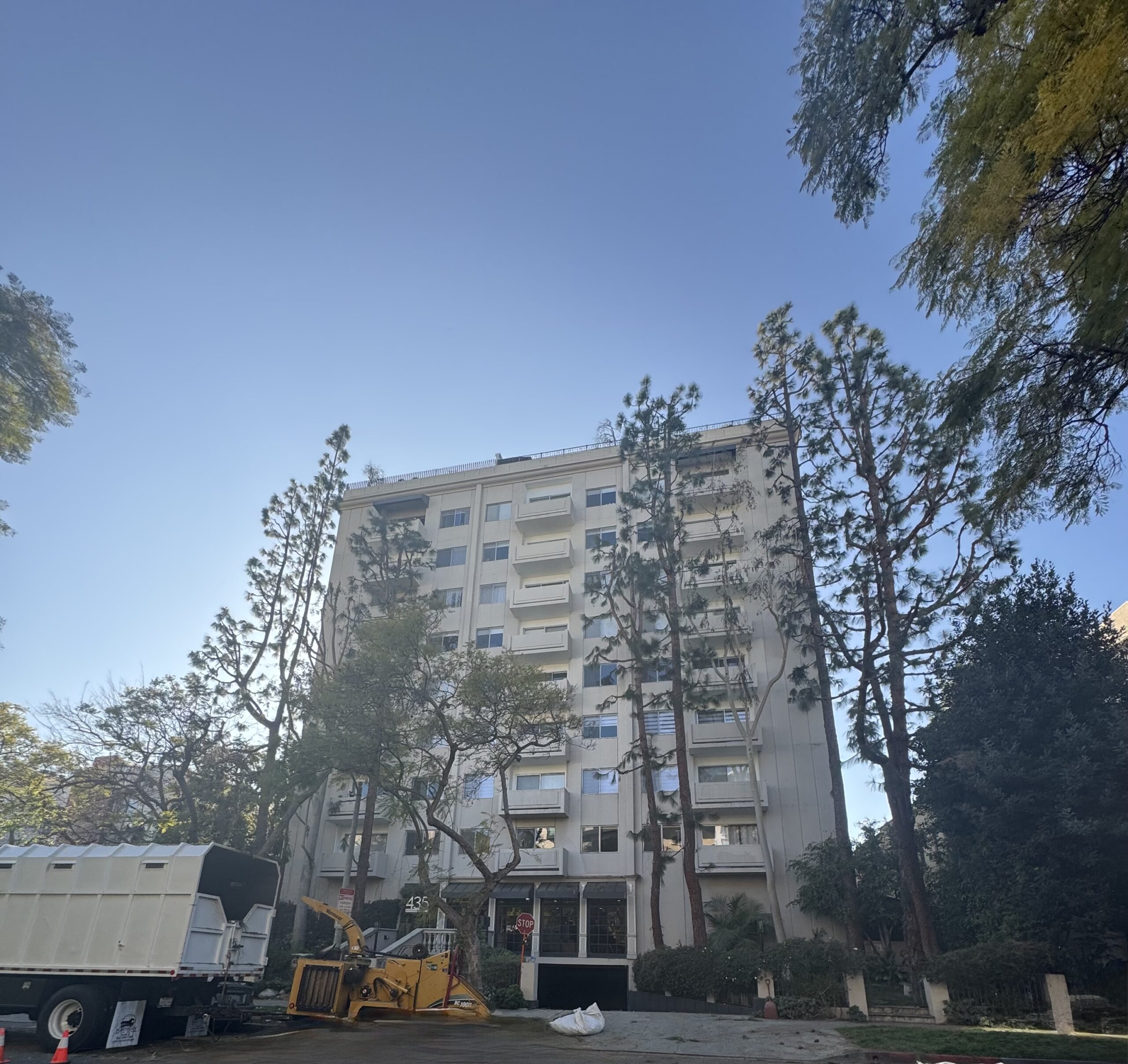 Pine trees trimmed for improved structure and clearance in Los Angeles.
