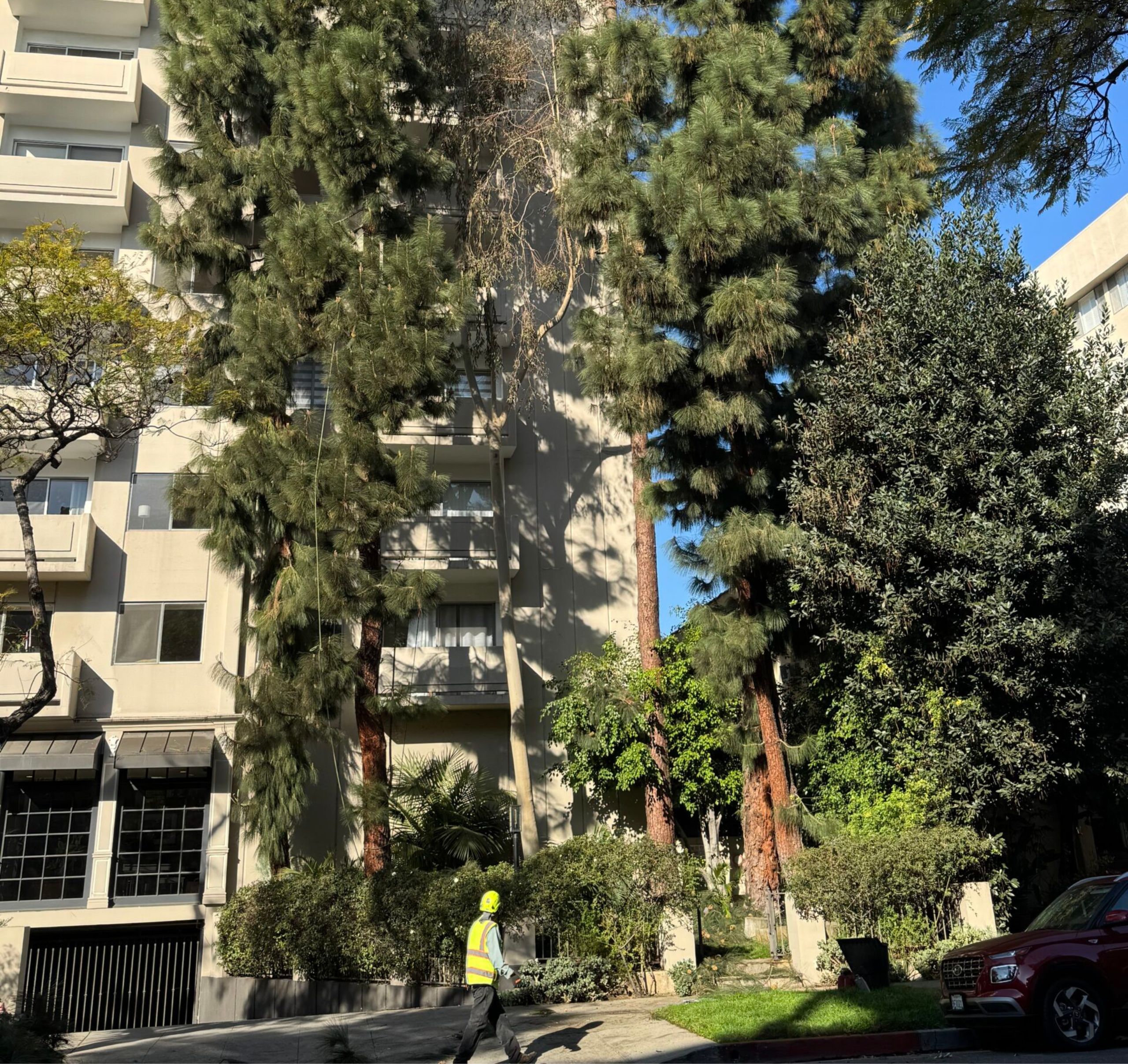 Tall pine trees near an apartment building before trimming and clearance in Los Angeles