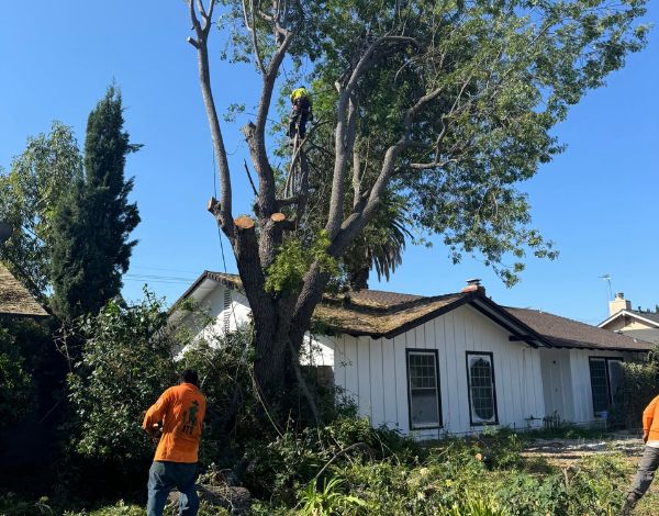 Magnolia tree before trimming with excess growth near a residential home in Los Angeles