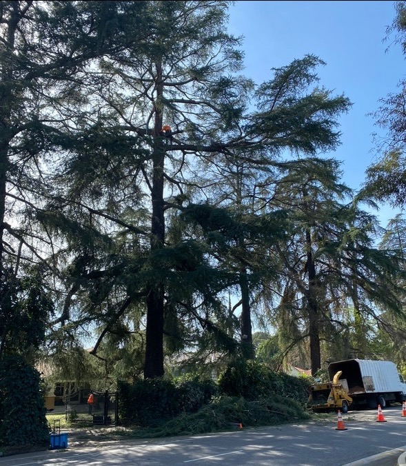 Tree trimming and removals in Encino, CA — Absolute Tree Surgeons crew operating chipper safely