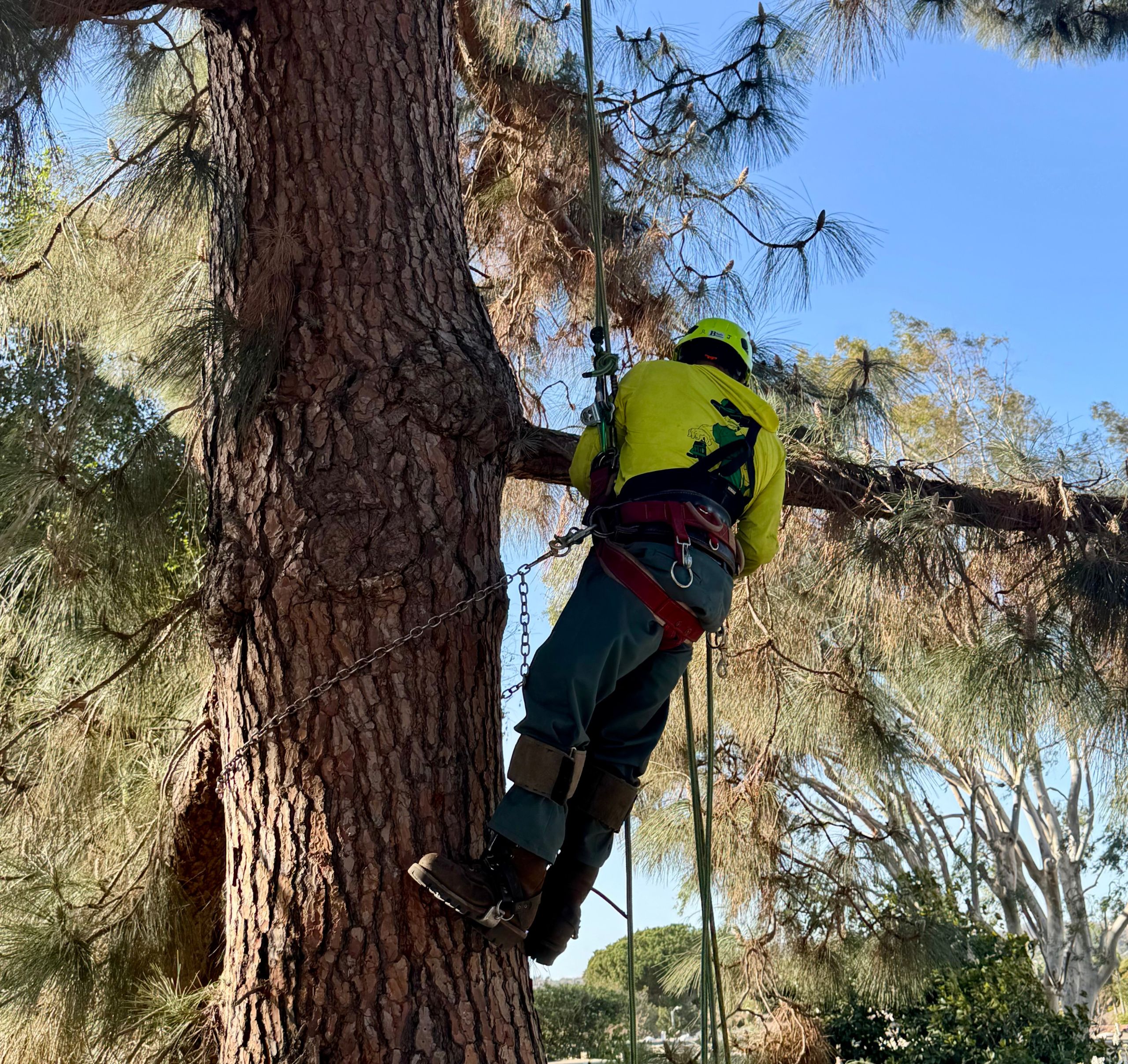 Tree trimming performed by a professional climber on a large pine tree in Los Angeles