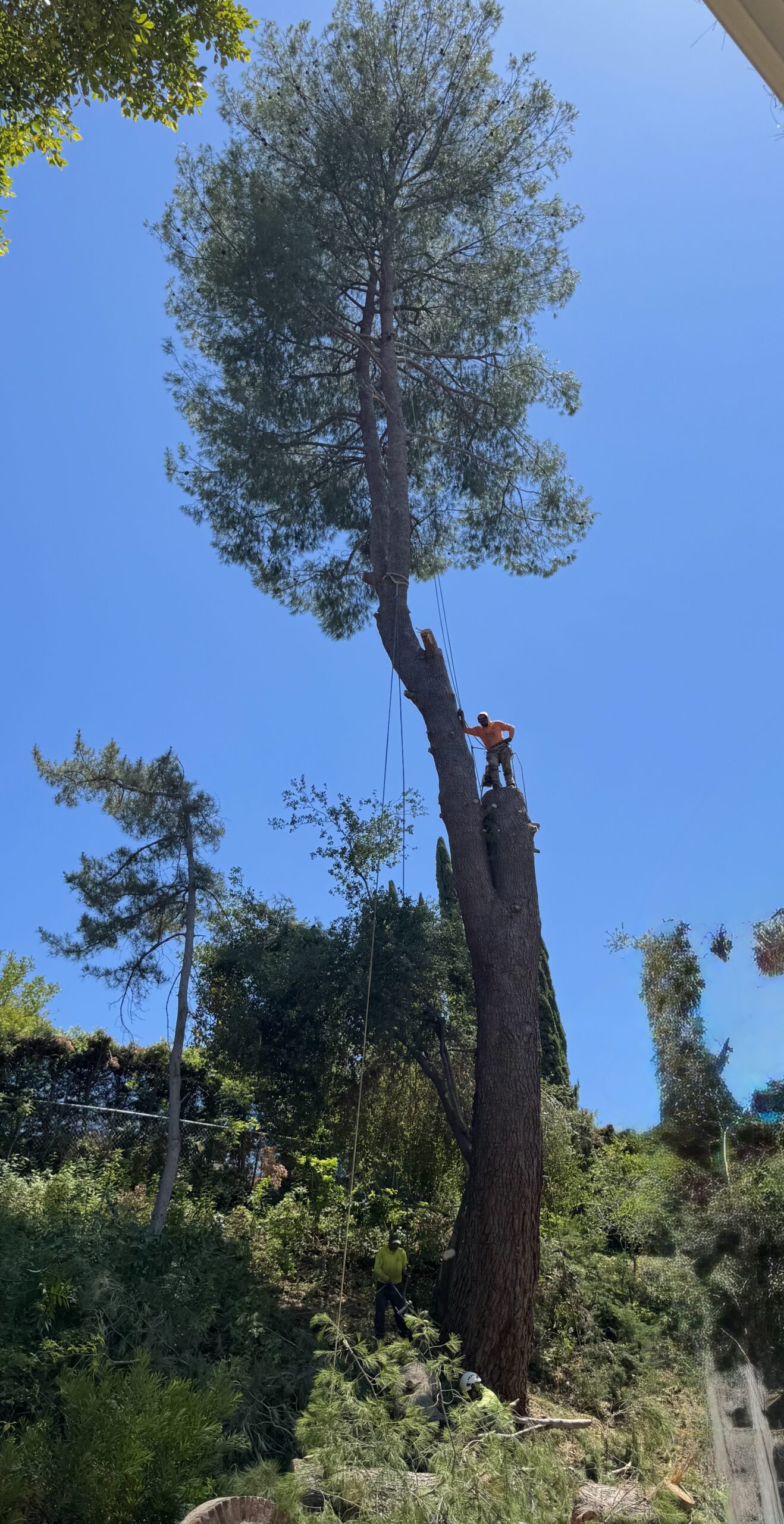 Professional tree removal climber working on a tall pine tree in La Cañada, CA