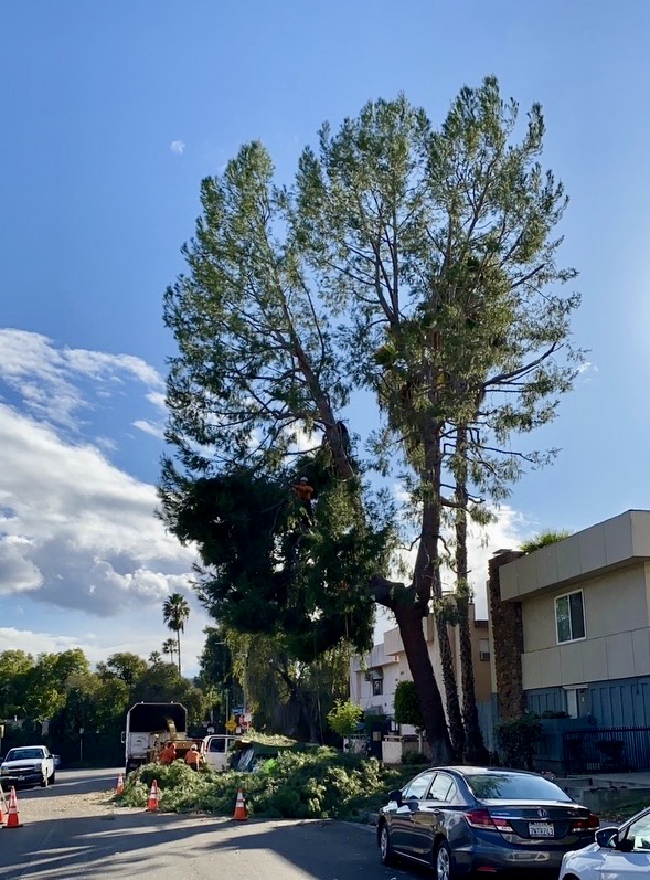 Tall pine trees along a residential street before trimming and safety clearance in Los Angeles
