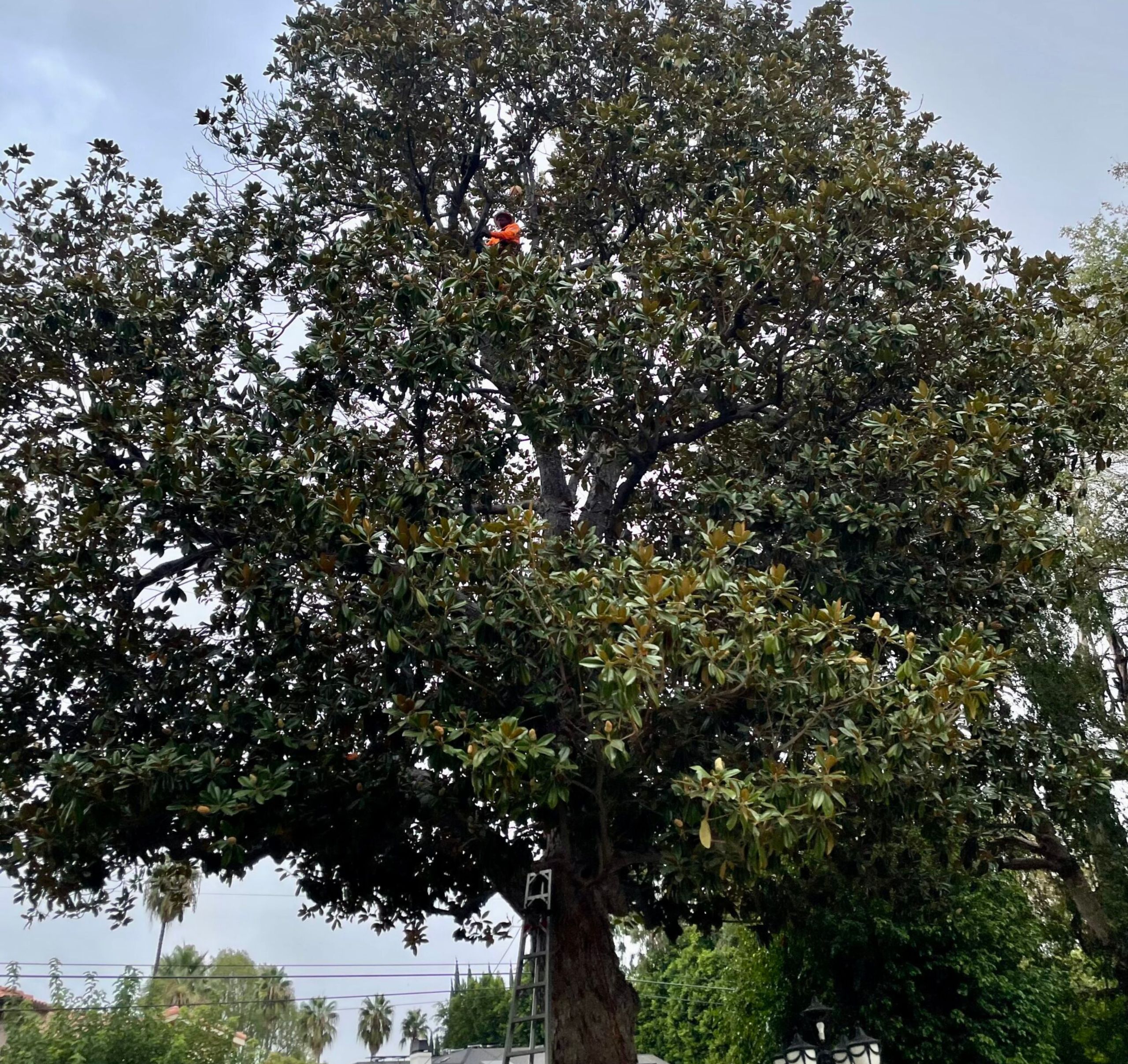 Magnolia tree before trimming with overgrown canopy near a residential home in Los Angeles