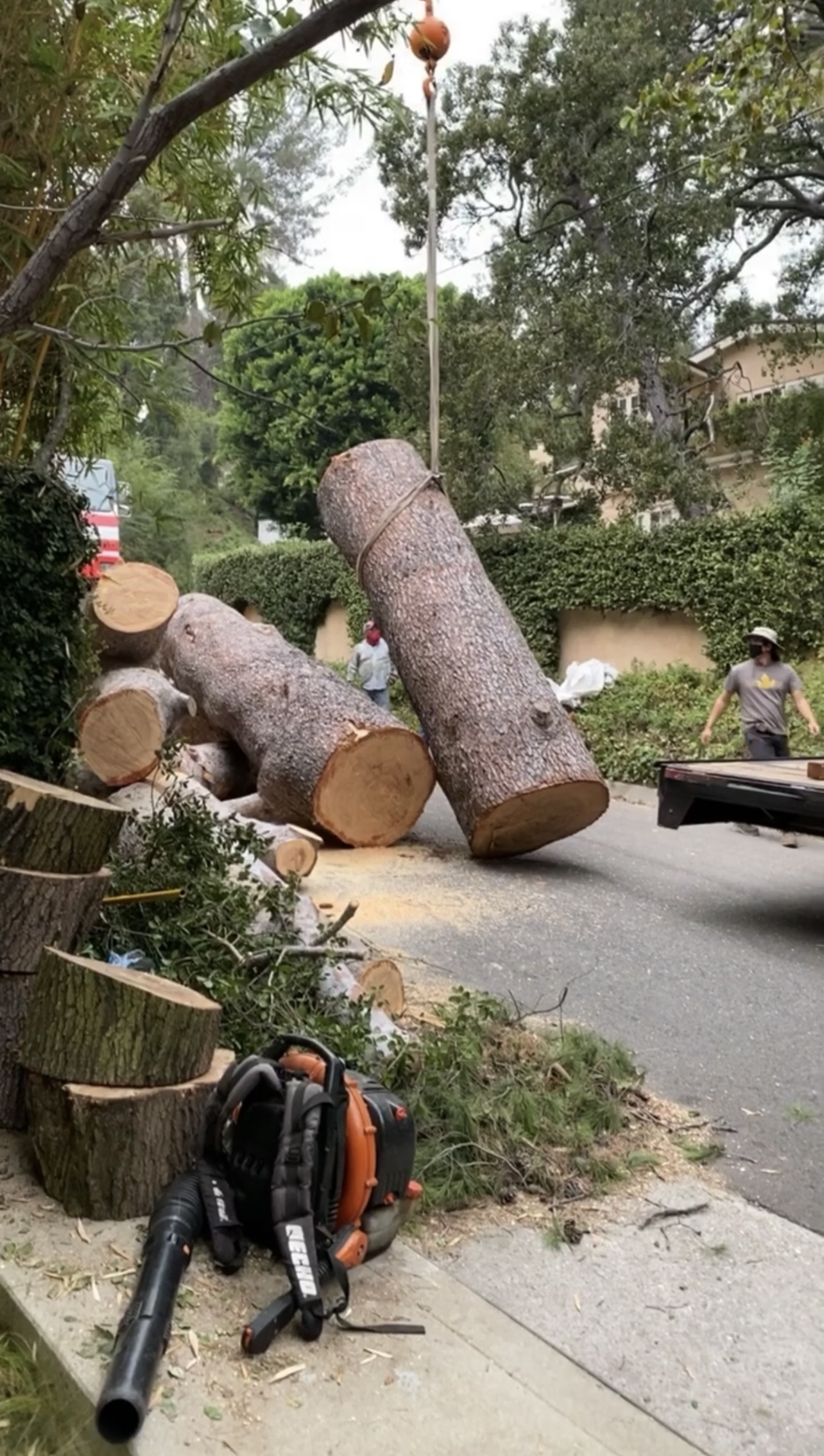 Fallen tree with exposed roots removed quickly for safety in Los Angeles, CA