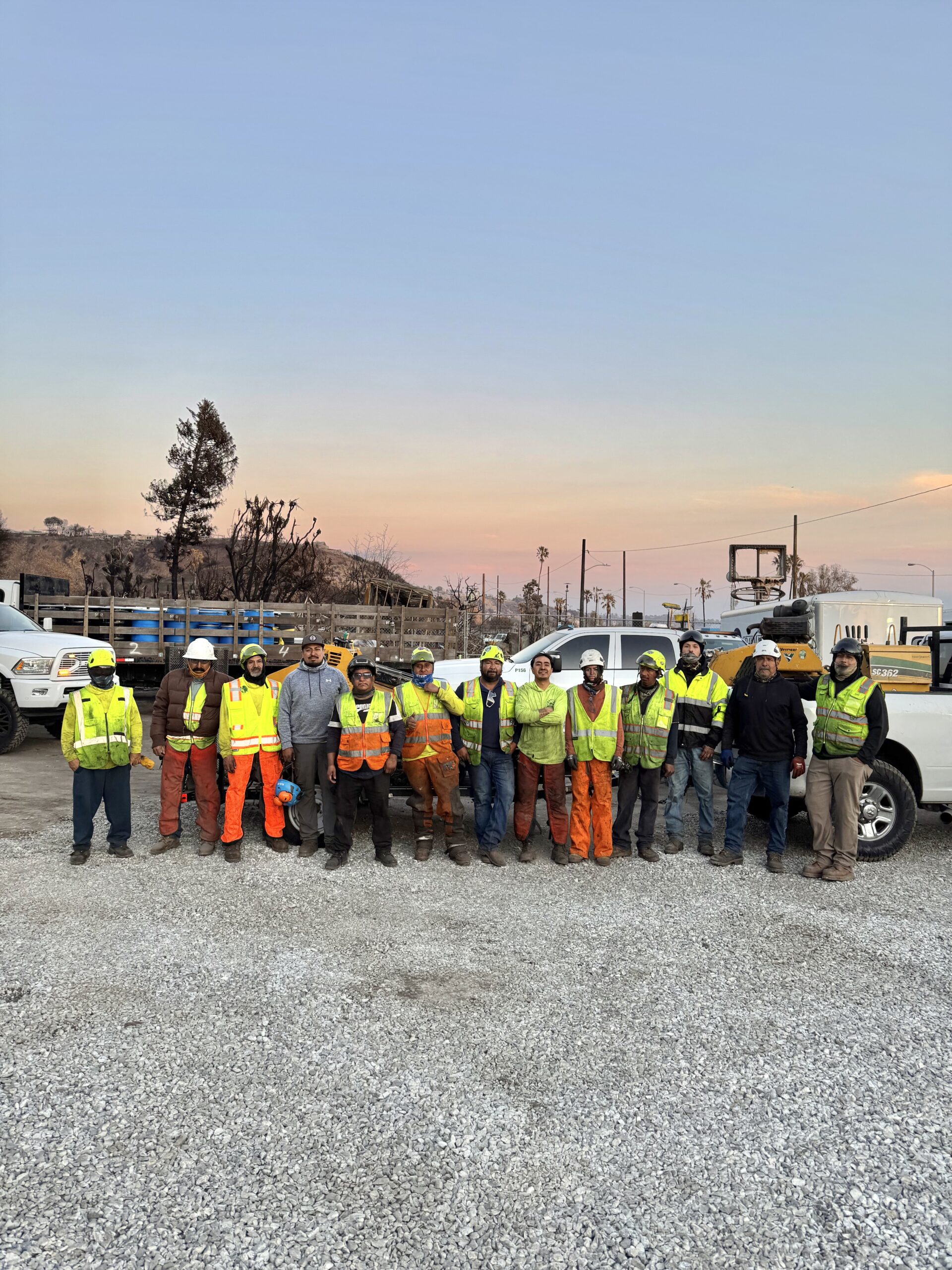 Tree service crew in Los Angeles performing safe, professional trimming and removal work