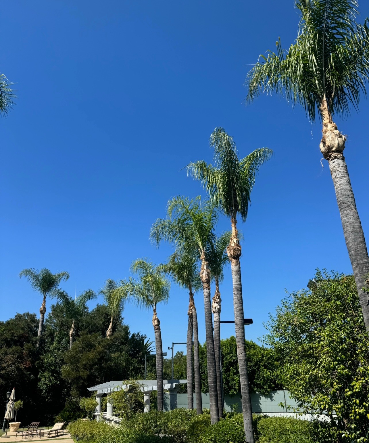 palm tree trimming and maintenance by Absolute Tree Surgeons in Los Angeles