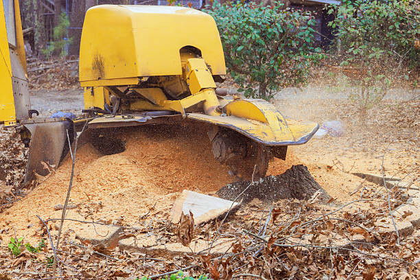 stump grinding service by Absolute Tree Surgeons in Los Angeles