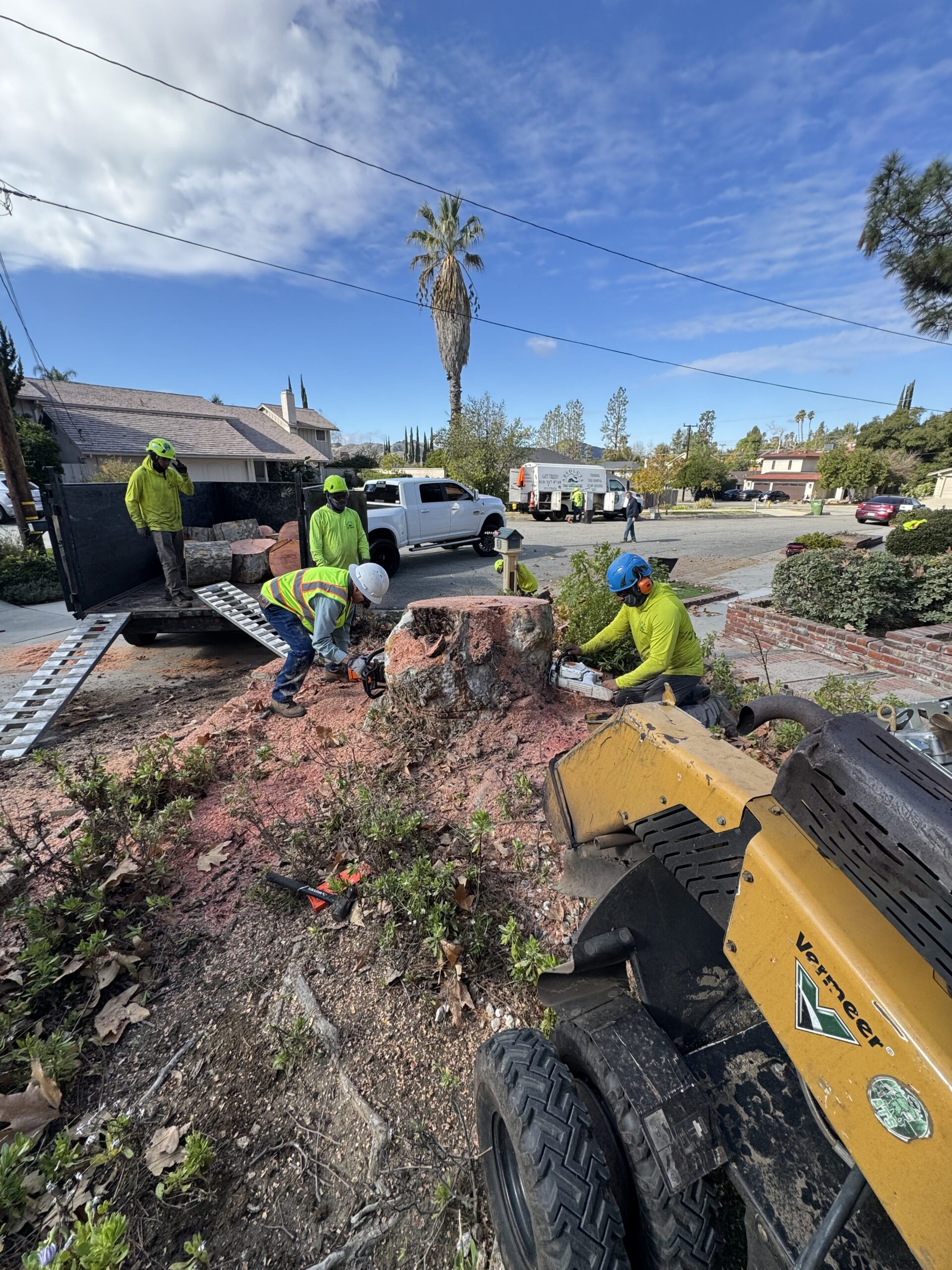 Skilled tree removal crew in Los Angeles using proper safety technique.