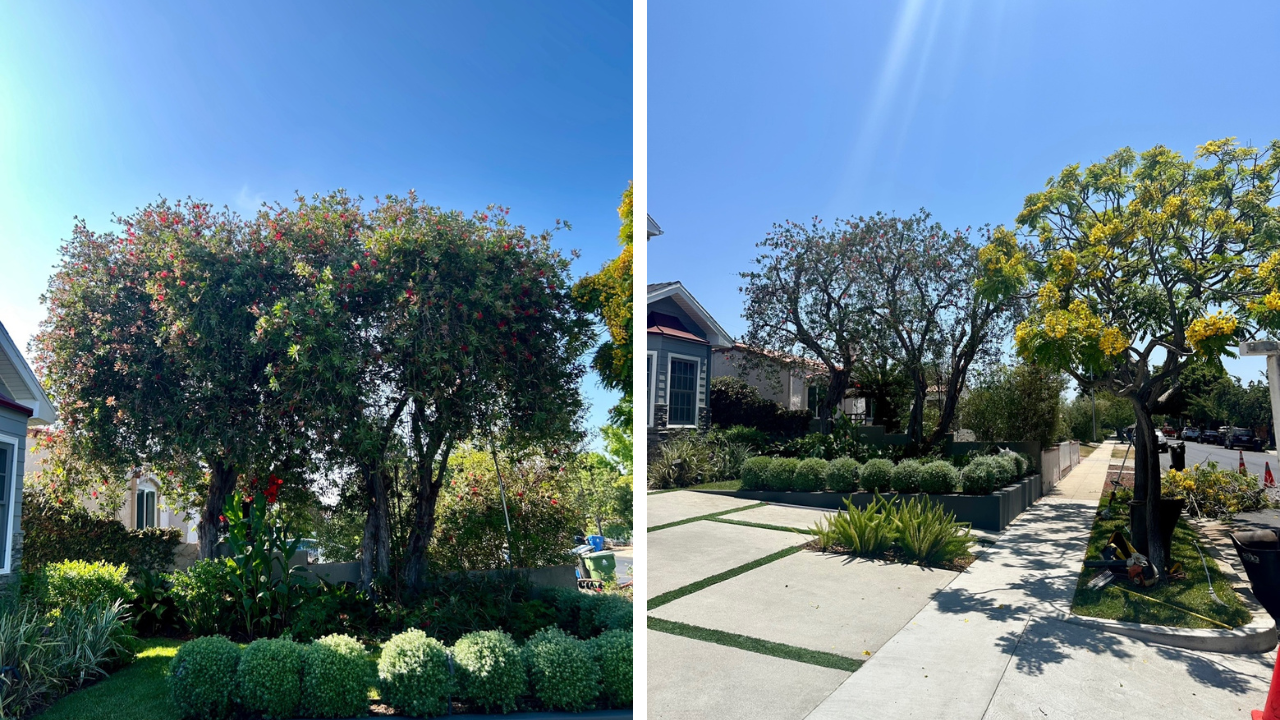 Before and after professional tree trimming in Pasadena, CA — enhancing curb appeal and safety