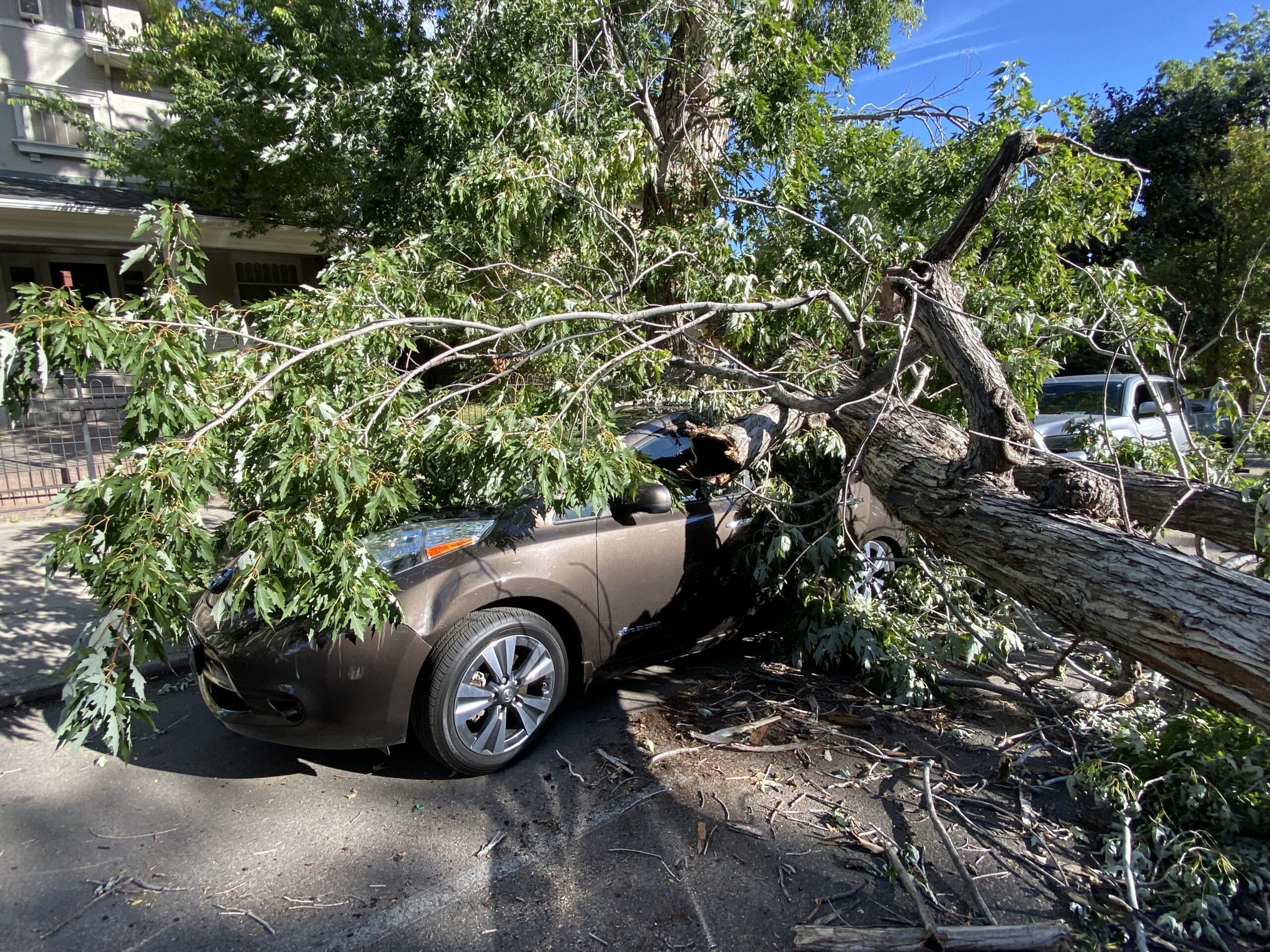 Emergency tree removal after a fallen tree damaged a parked car on a residential street in Los Angeles