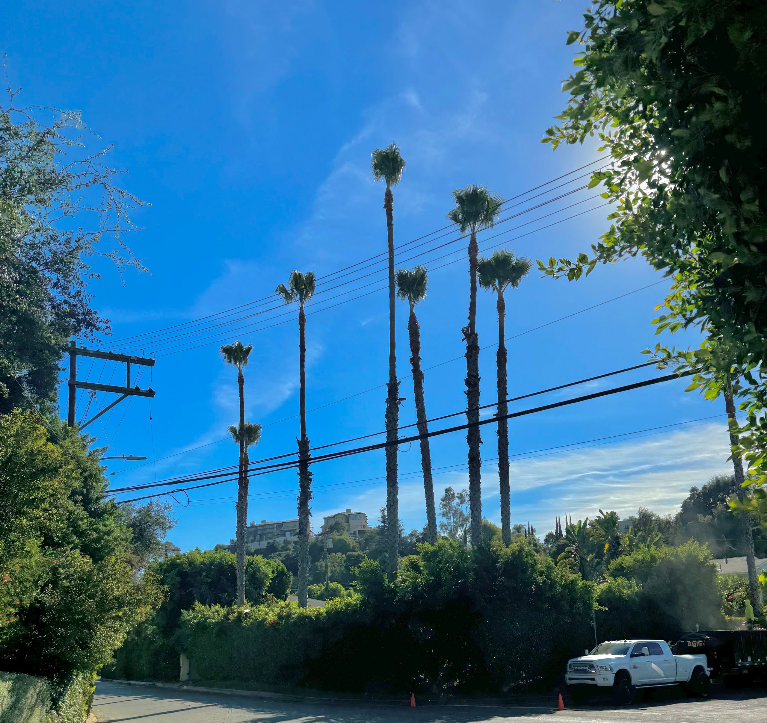 After tree trimming, palm trees safely cleared from power lines at a residential property in Los Angeles