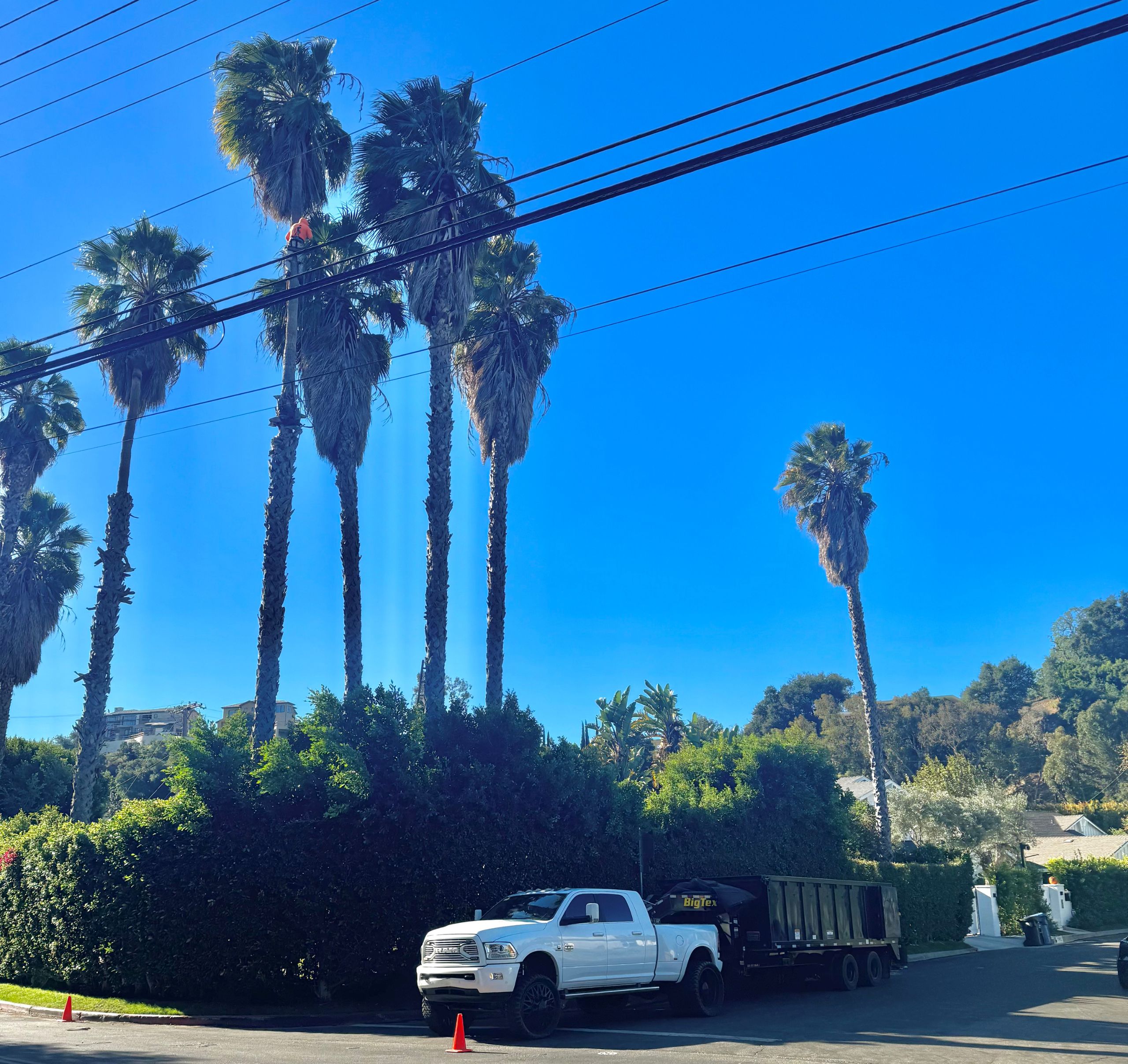 Before tree trimming, tall palm trees near power lines at a residential property in Los Angeles