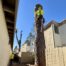 Tree removal performed by a climber at a residential property in Los Angeles