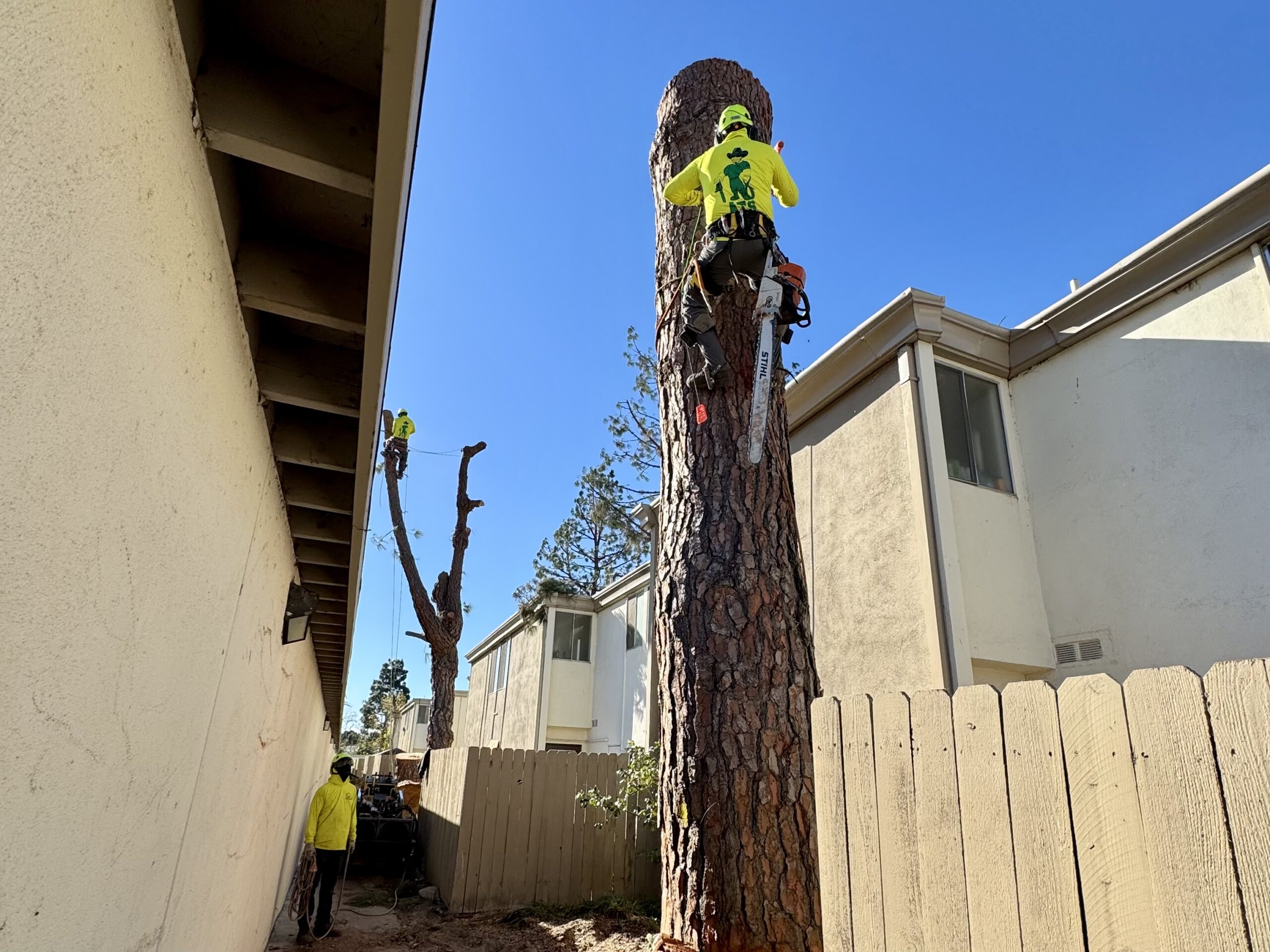Tree removal performed by a climber at a residential property in Los Angeles