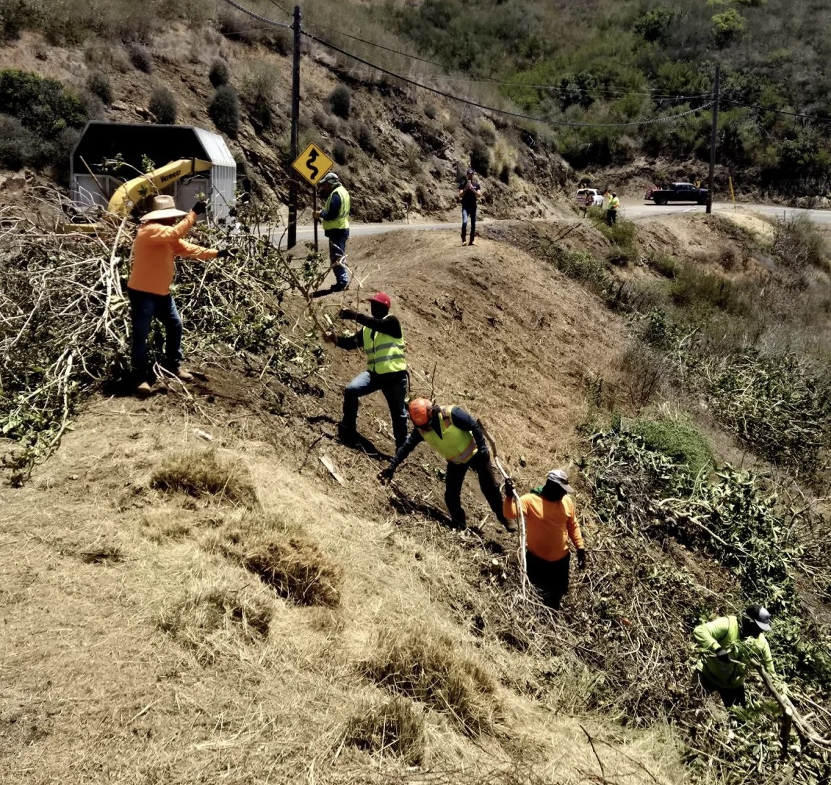 Brush clearance and fire hazard reduction performed by a professional tree service crew on a hillside property in Los Angeles