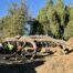 Large tree removal with fallen trunk sections on a residential property in Los Angeles