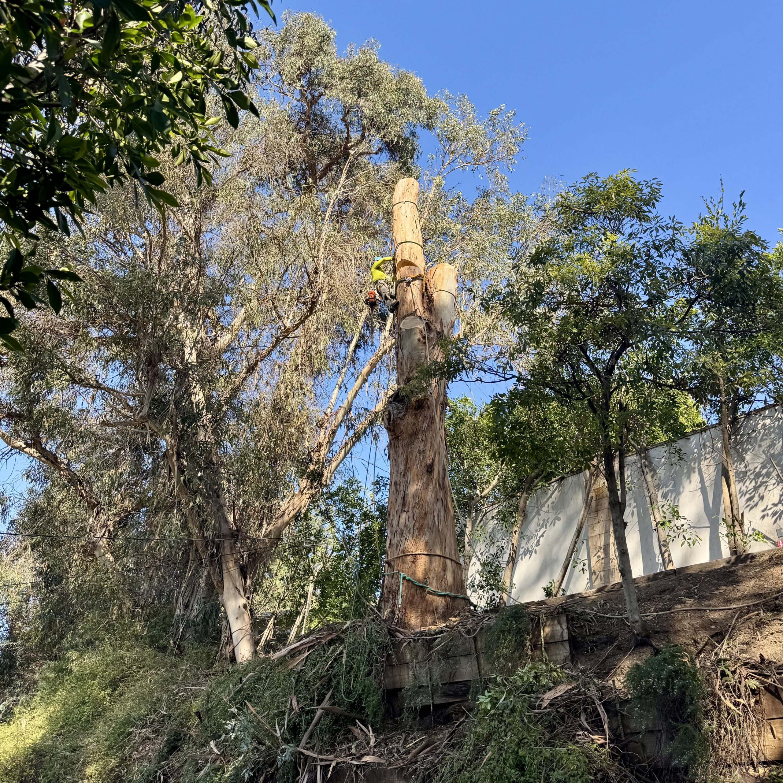 Tree removal performed by a climber on a hillside residential property in Los Angeles