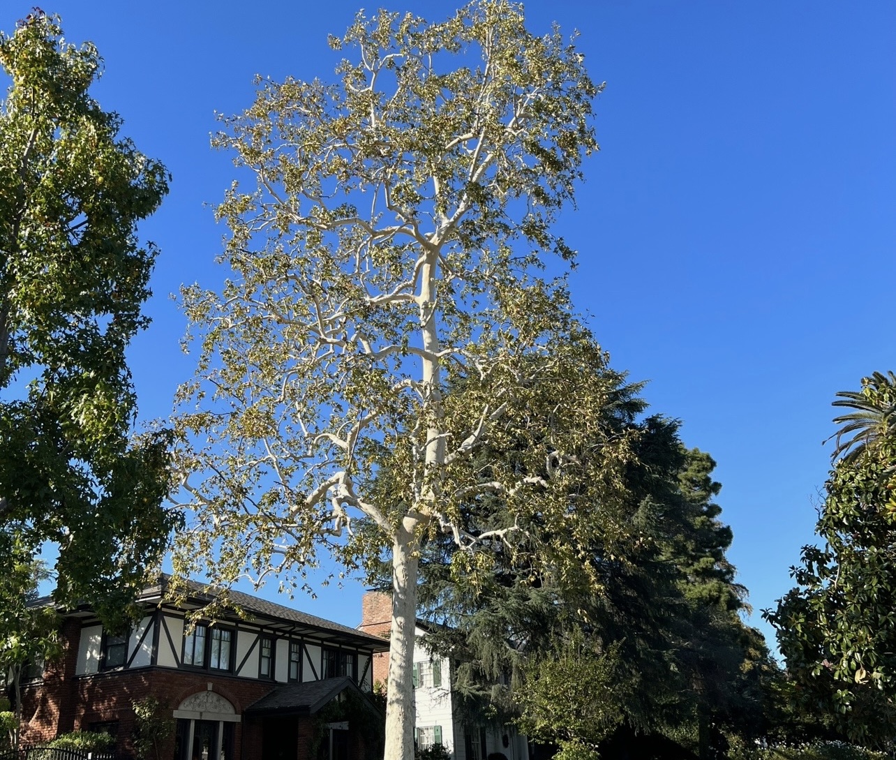 Tree trimming and canopy maintenance performed on a residential property in Los Angeles