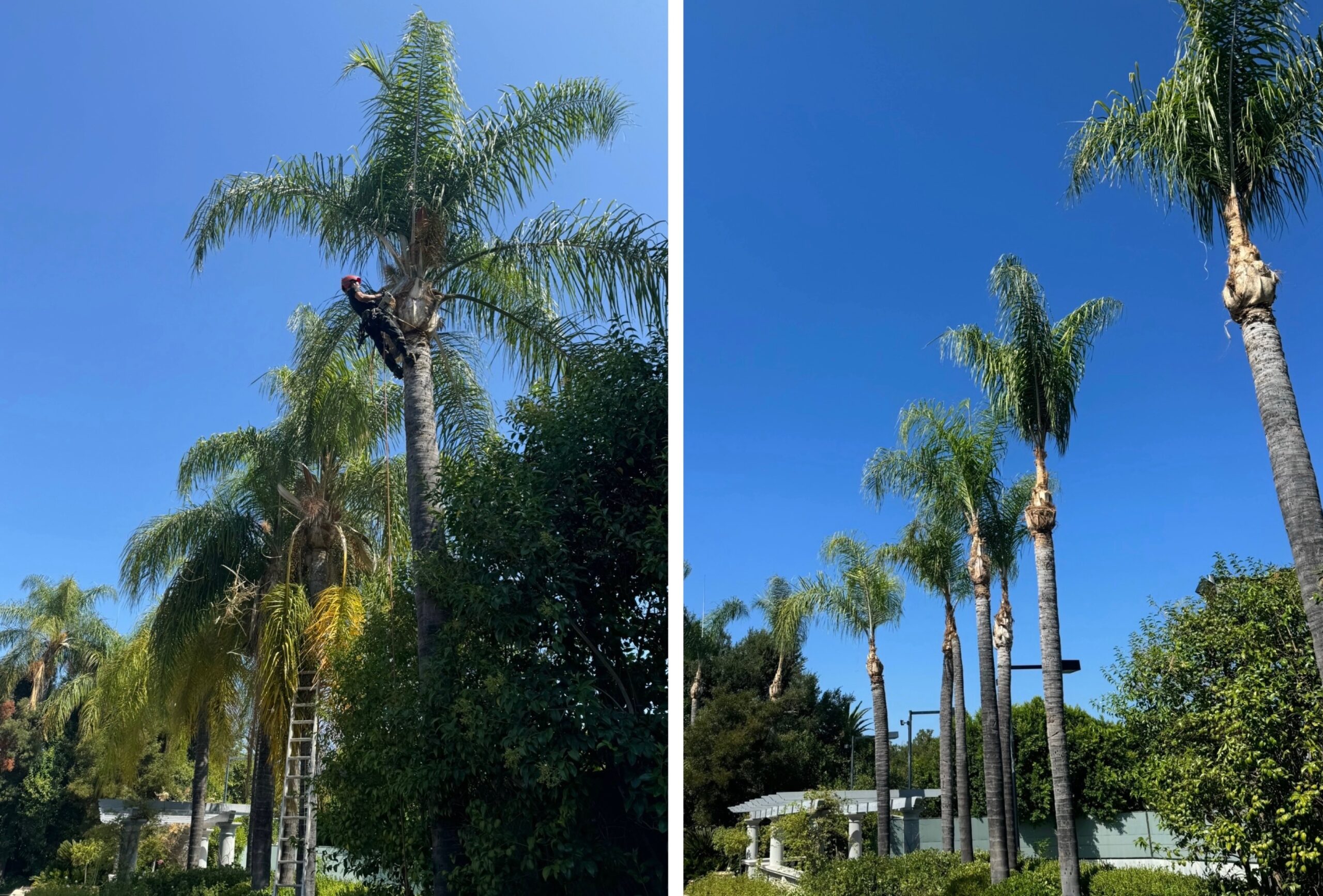 Before and after palm tree trimming performed by professional climbers at a residential property in Los Angeles