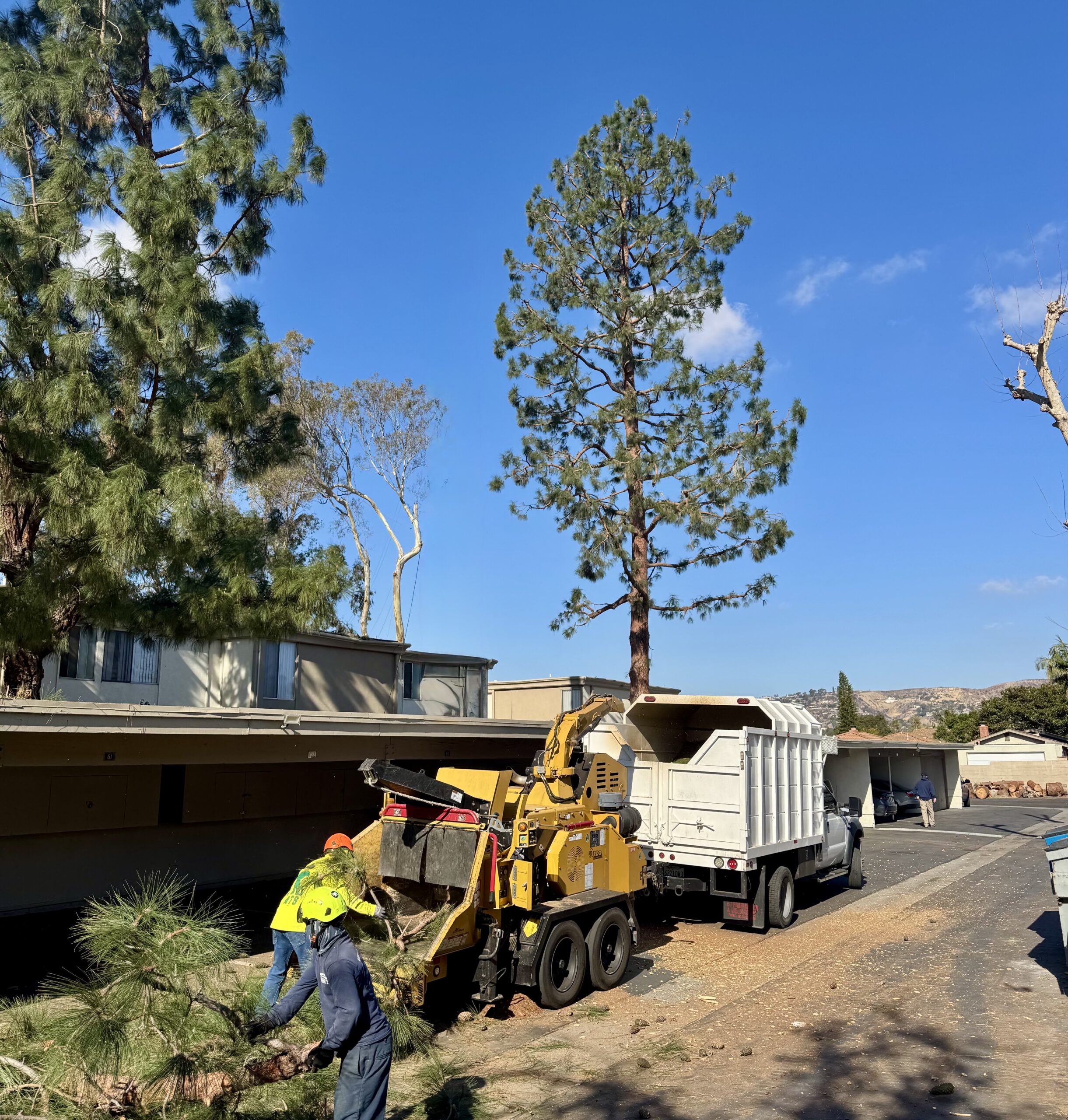 Tree removal and debris hauling using heavy equipment at a residential property in Los Angeles